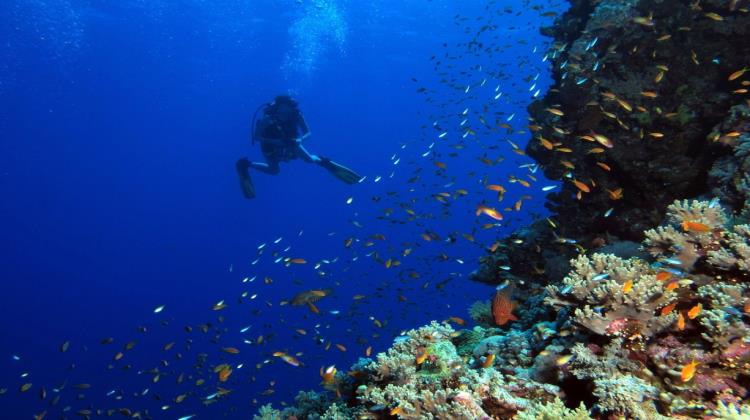 A diver in the coral reef, Club In Eilat